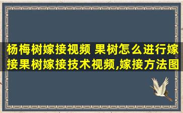 杨梅树嫁接视频 果树怎么进行嫁接果树嫁接技术视频,嫁接方法图解